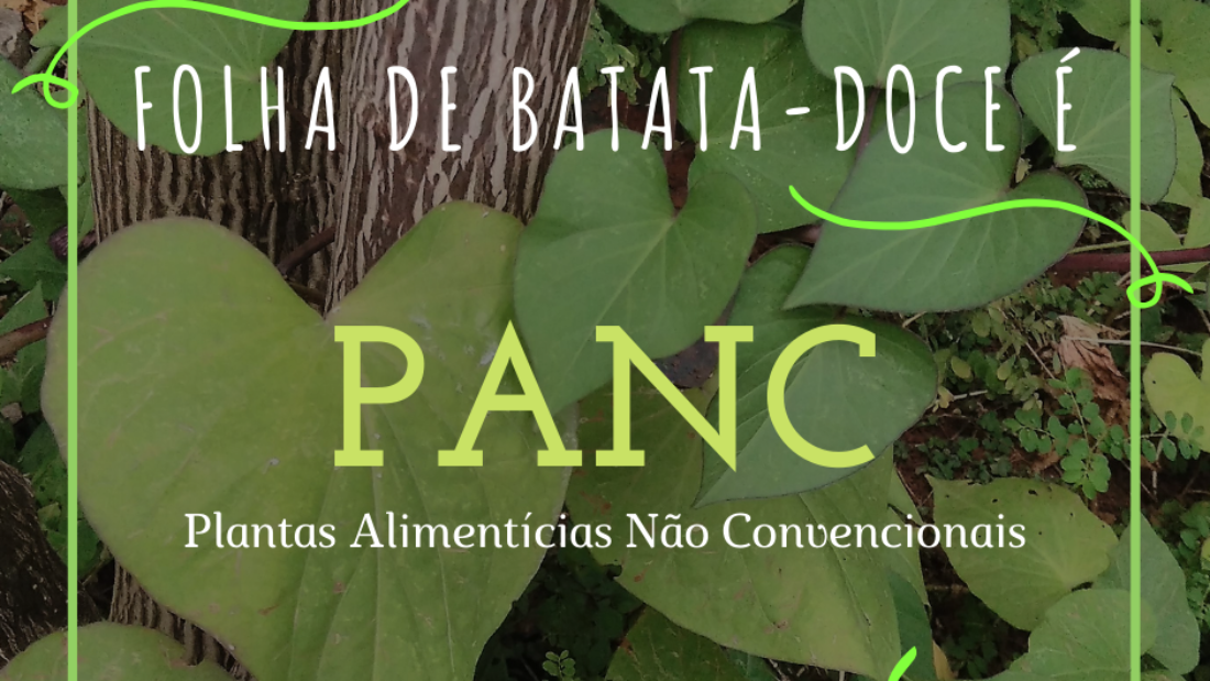 PANC Folha de Batata-Doce