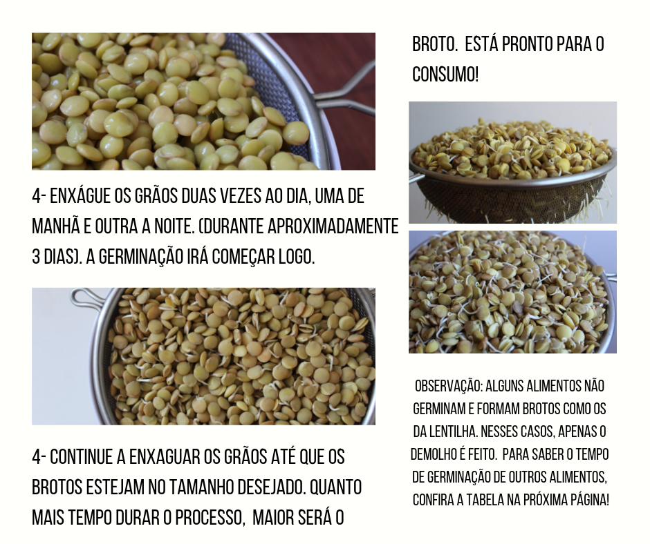 Como Germinar Lentilhas – para cozinhar, comer cruas ou fazer microvegetais  – Arquetípico Cozinha Inusitada