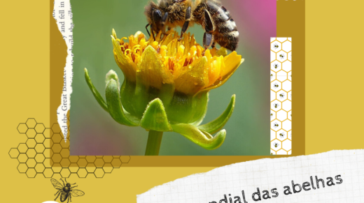 Site_Dia das abelhas