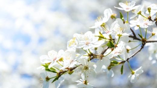 selective focus photography of white cherry blossom flowers