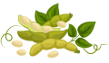 leguminosas leguminosas