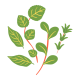 plantas (2) plantas (2)
